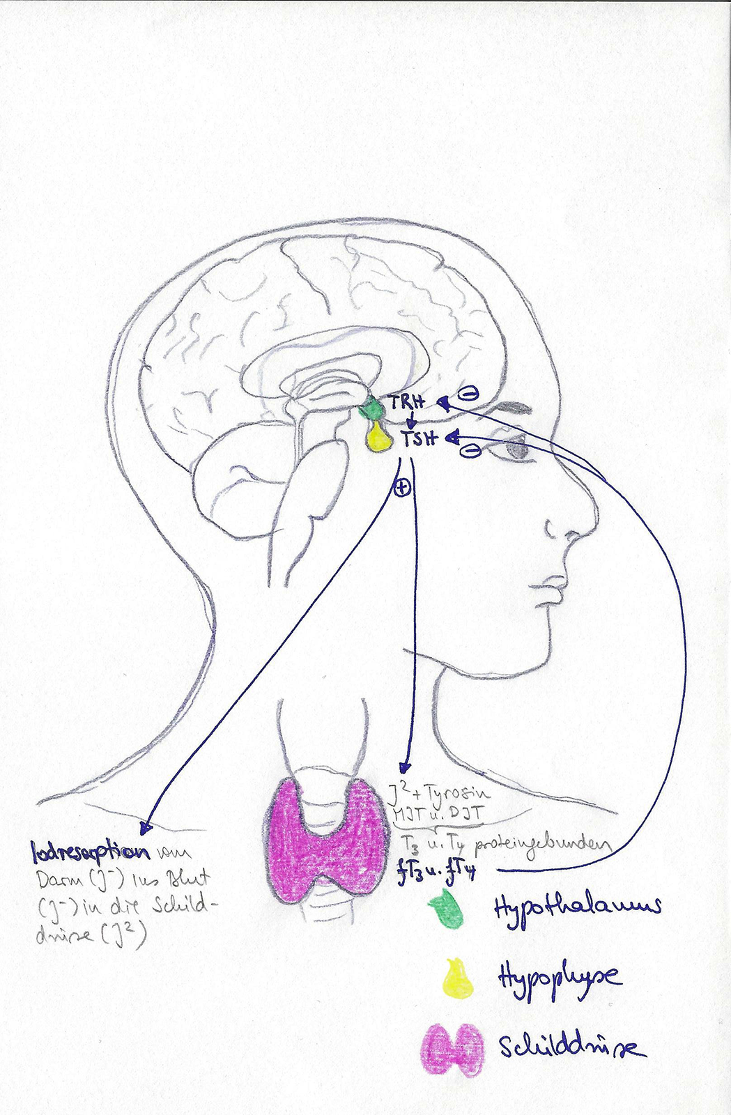 Homöopathie für die Schilddrüse Fachpraxis in München